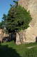 Zamek Świny - fot. ZeroJeden, V 2005